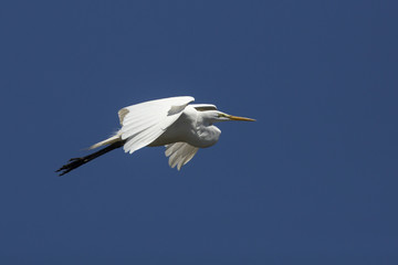 Great egret flying in a clear blue sky in Florida.