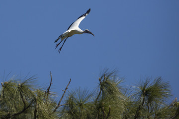 Wood stork flying near shrubs of a rookery in Florida.