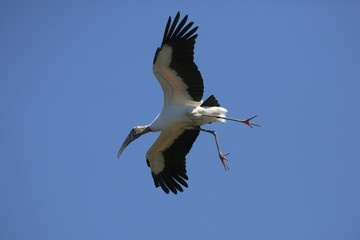 Wood stork flying with legs dangling in Florida.