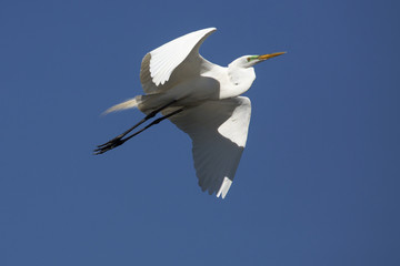 Great egret flying in a clear blue sky in Florida.