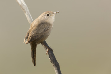 House Wren