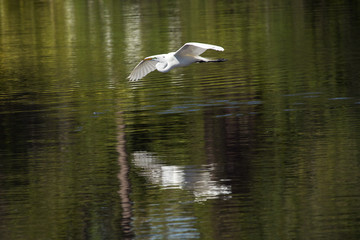 Great egret flying over water at a rookery in Florida.