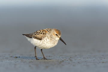 Western Sandpiper