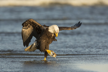 Bald Eagle with Crab Shell