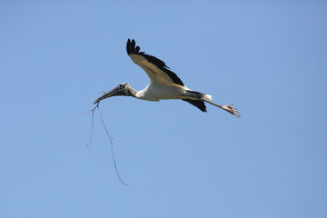 Wood stork flying in a clear blue sky in Florida.