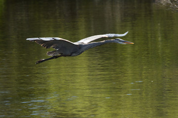 Great blue heron flying over water in Florida.