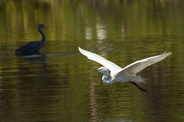 Egret flying with heron in shadows in Florida.