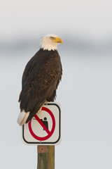Bald Eagle No Hunting