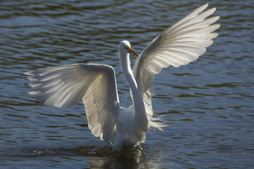 Great egret wading in a swamp in Florida.