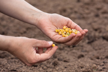 hands holding seeds ready to plant in the soil