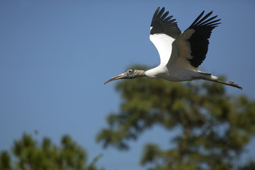 Wood stork flying near shrubs of a rookery in Florida.
