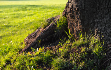 Obraz premium Trunk of a tree close up photo