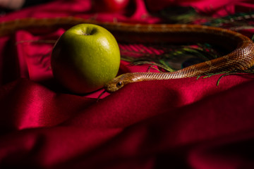 The snake released her tongue on the table with apples