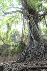 oldest Tree