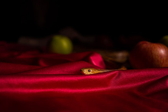 snake in folds of a cloth on a table with apples