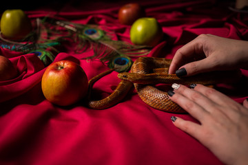 The snake is waiting for the ritual