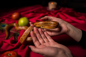 The serpent curved in the hands of the priestess