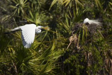 Great egret flying over water at a rookery in Florida.