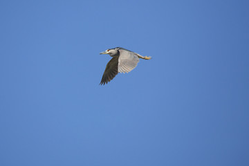 Black crowned night heron flying over swamp in Florida.