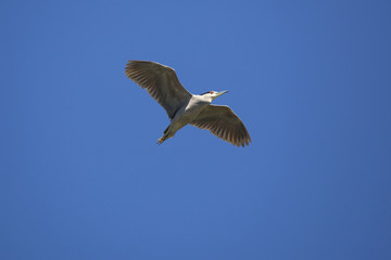 Black crowned night heron flying over swamp in Florida.