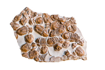 Trilobite fossilized in isolated stone