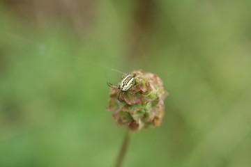 Petite pimprenelle (Sanguisorba minor)