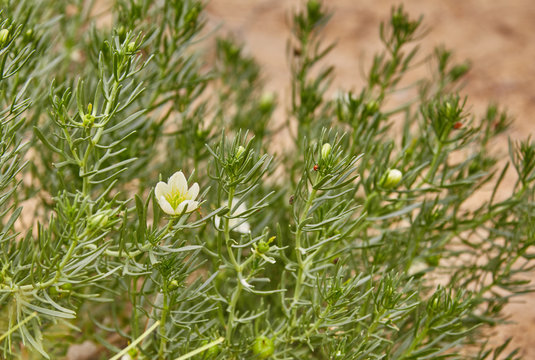 Green saksaul plant in Altyn Emel, Kazakhstan
