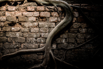 A beautiful Bodhi tree roots on the wall, to show light and shadow of the wall of temple