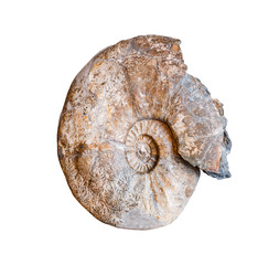 Fossilized Ammonite isolated on white