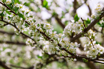Blooming white flowers of cherry tree on the sunny day.