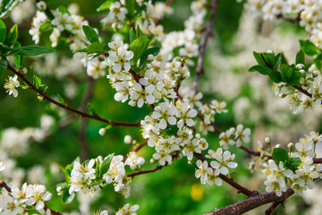 Blooming white flowers of cherry tree on the sunny day.
