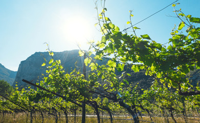 Fototapeta na wymiar Vigneto con alberi di vite, uva