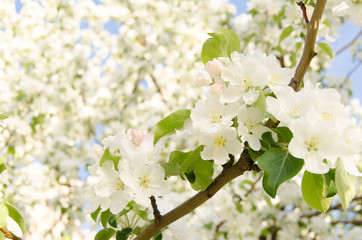 Branch of Apple blossoms