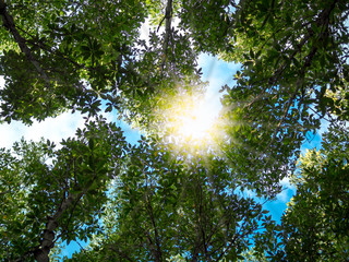 Fototapete bei efototapeten.de bestellen   