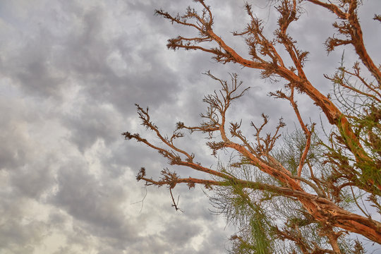 Green saksaul plant in Altyn Emel, Kazakhstan
