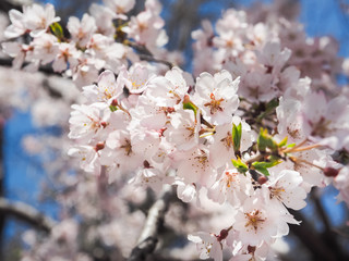 Beautiful Pink Sakura Flowers in Japan, Selective Focus with Color filter effect