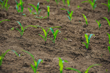 Seedlings