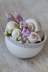 Kalanchoe Blüten und Schneckenhäuser