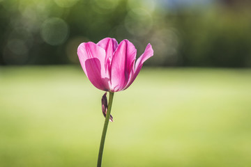 Obraz premium Tulip flower in a green garden