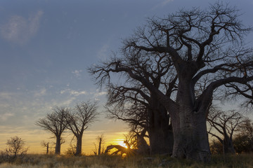 Fototapeta na wymiar Sunrise at Baines Baobab's