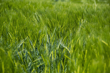 Das grüne Weizenfeld © Arthur Palmer