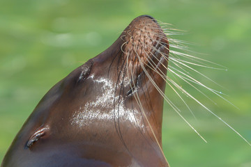 &Uuml;berm&uuml;tiger Seel&ouml;we 