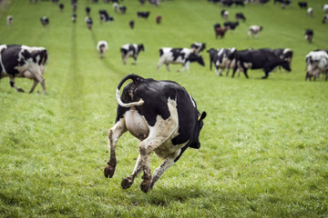Vache heureuse sautant dans un champ vert