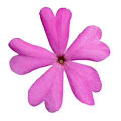 Obraz premium Blossoming flower phlox is photographed macro. Isolated on white background.