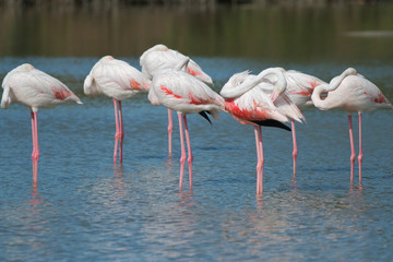 Flamingo della Camargue