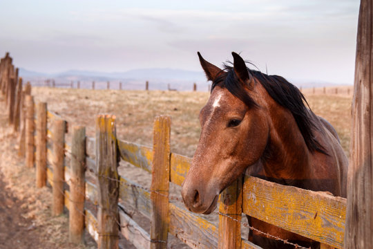 Horse standing near paddock fence