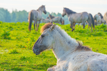 Feral horses in a meadow in wetland in spring