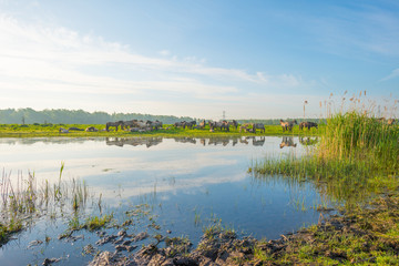 Feral horses along the shore of a lake in spring
