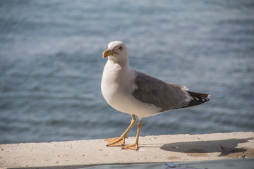 Möwe am Meer