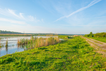 Reed along the shore of a lake in wetland in spring at sunrise